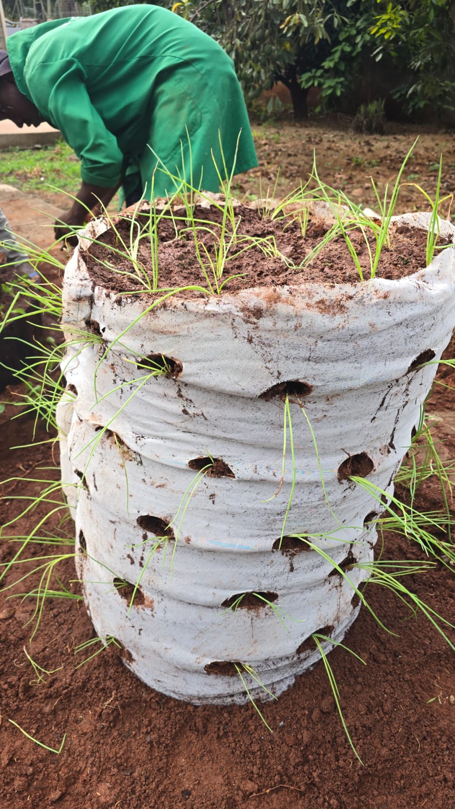 Grow bag balcony garden